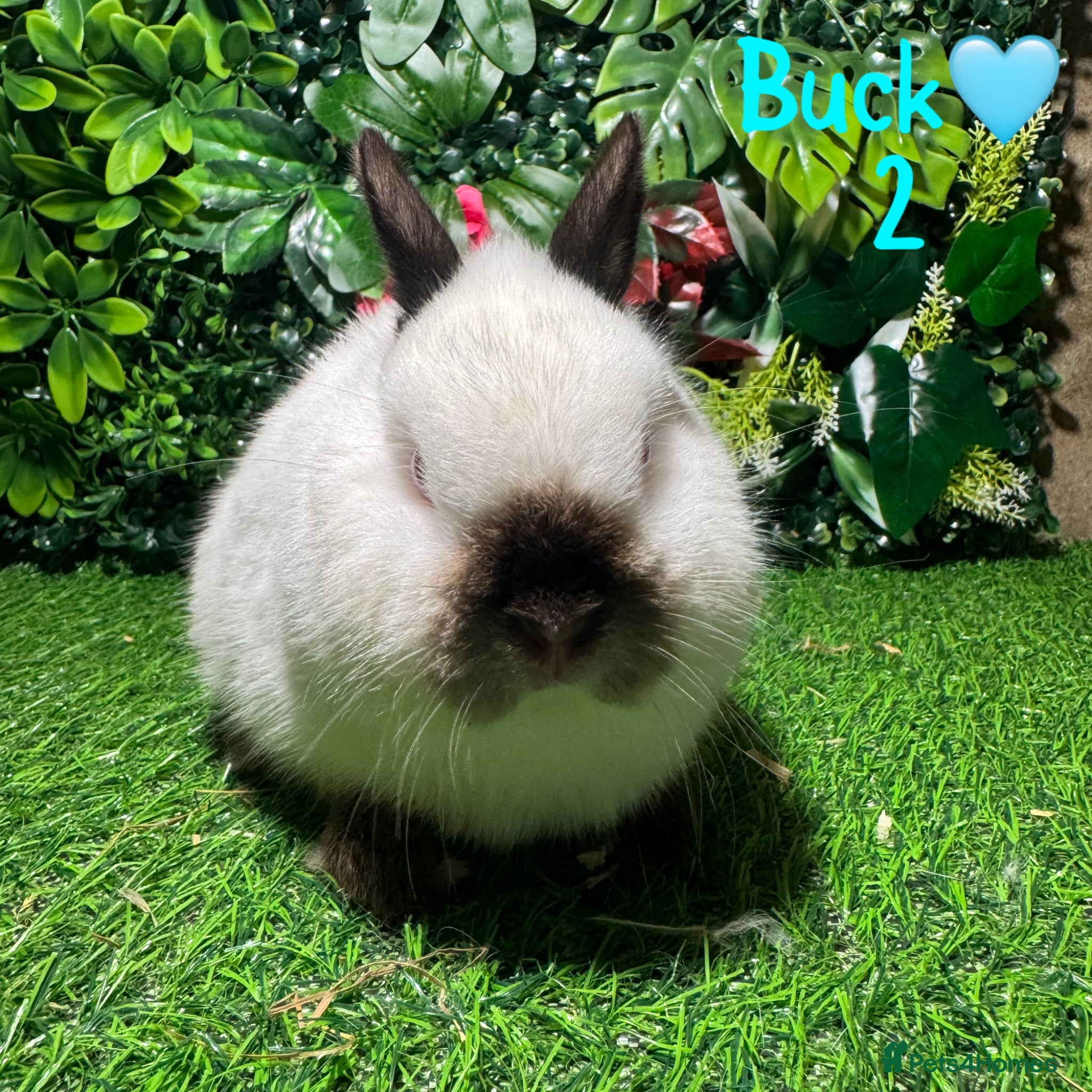 Netherland Dwarf rabbits ✨STUNNING NETHERLANDS DWARF,READY TO REZERVE ✨ - Advert 2
