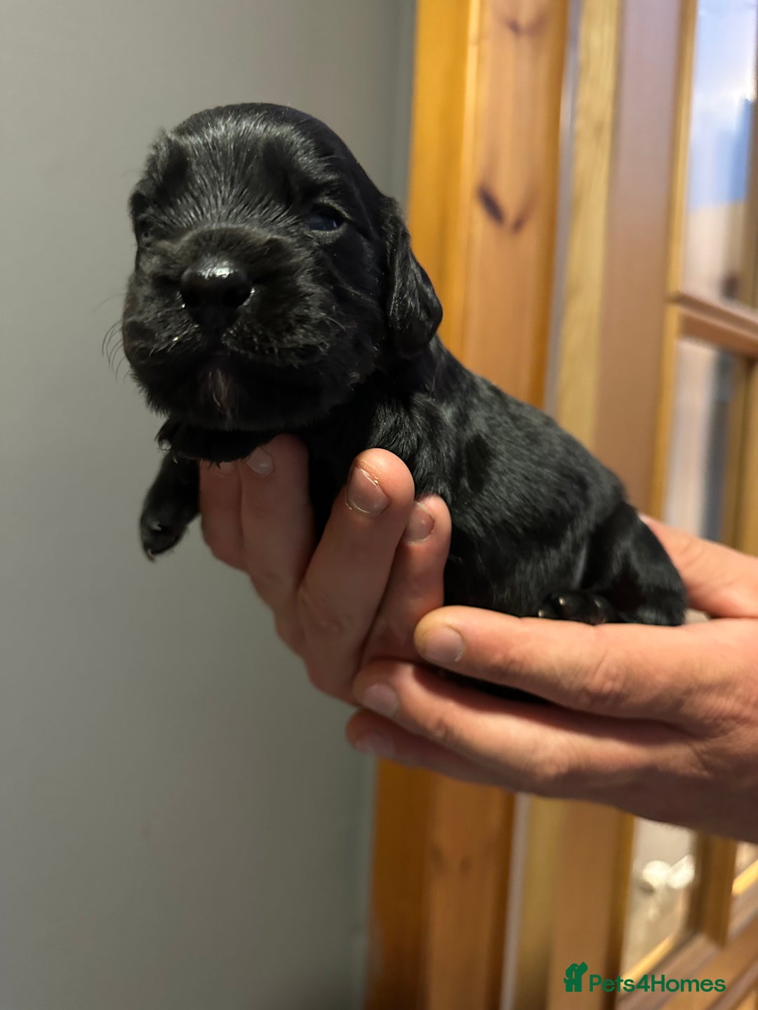 Cocker Spaniel dogs for sale: Kennel Club reg’d Cocker Puppies - Image 13