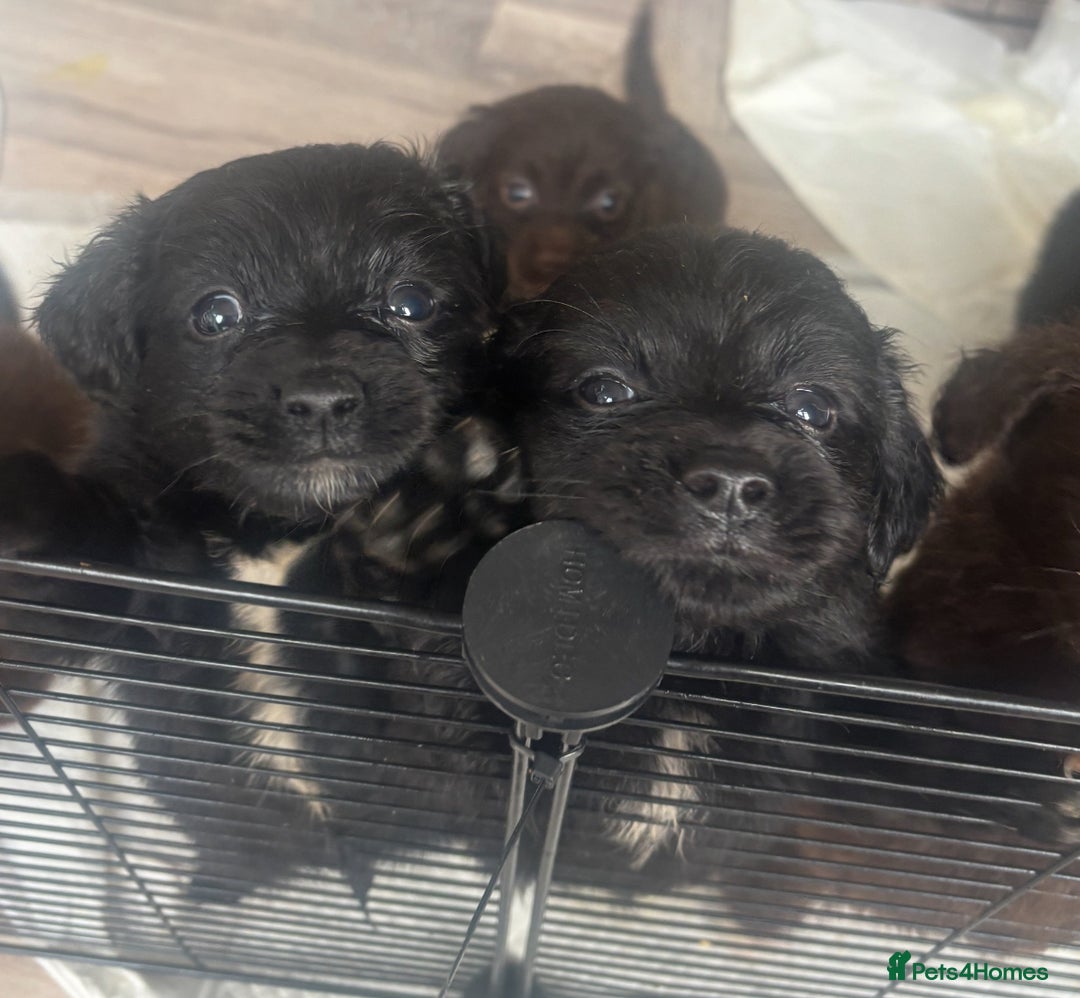 Mixed Breed dogs for sale: Cockeranians - Advert 7