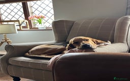 Bloodhound dogs for sale: Rehoming Bloodhound 4 years old  - Image 5