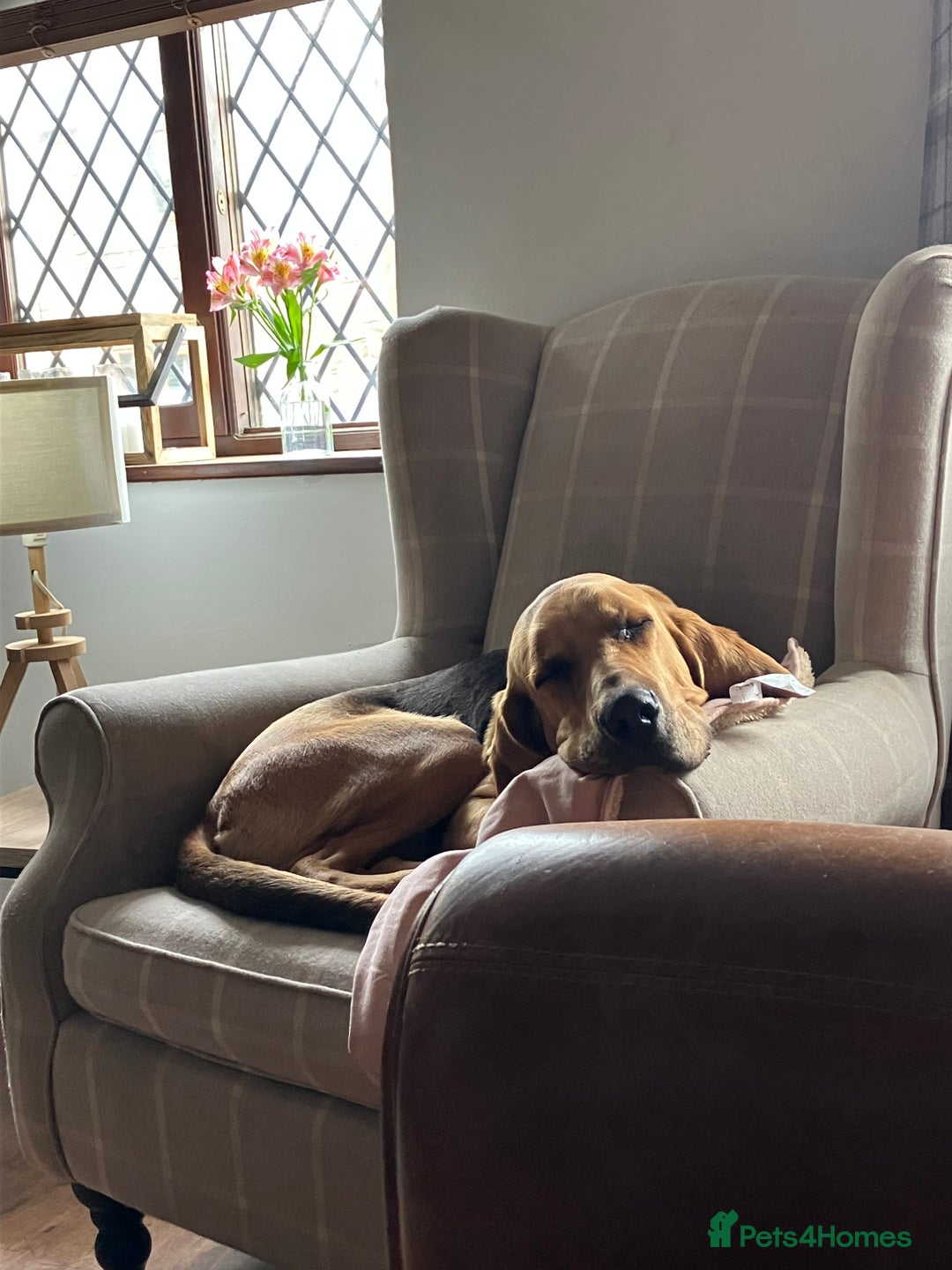 Bloodhound dogs for sale: Rehoming Bloodhound 4 years old  - Image 5