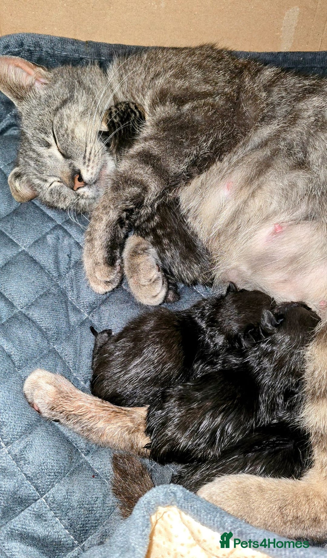 Mixed Breed cats for sale: Kittens looking for homes  - Image 1