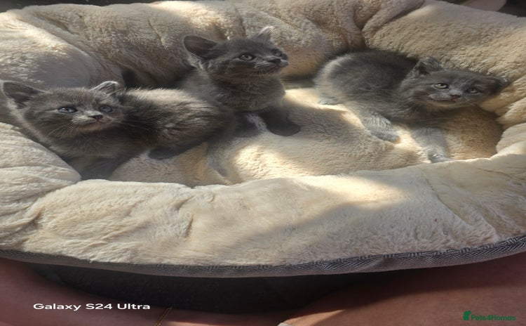 Russian Blue cats - Advert 1