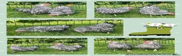 Chickens poultry for sale: Polish bantams - Advert 17