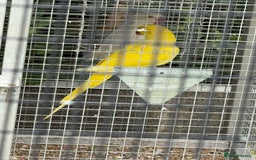 Ringnecks birds for sale: PAIR OF RINGNECKS - Image 1