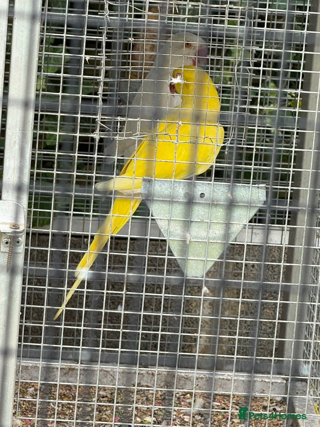Ringnecks birds for sale: PAIR OF RINGNECKS - Image 1