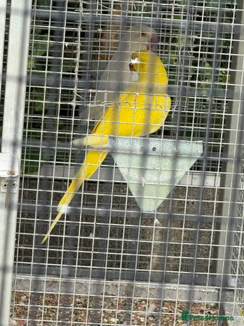 Ringnecks birds - Advert 14