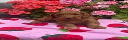 Cockapoo dogs for sale: 8 red dna tested clear f1 Cockerpoo puppies  - Advert 14