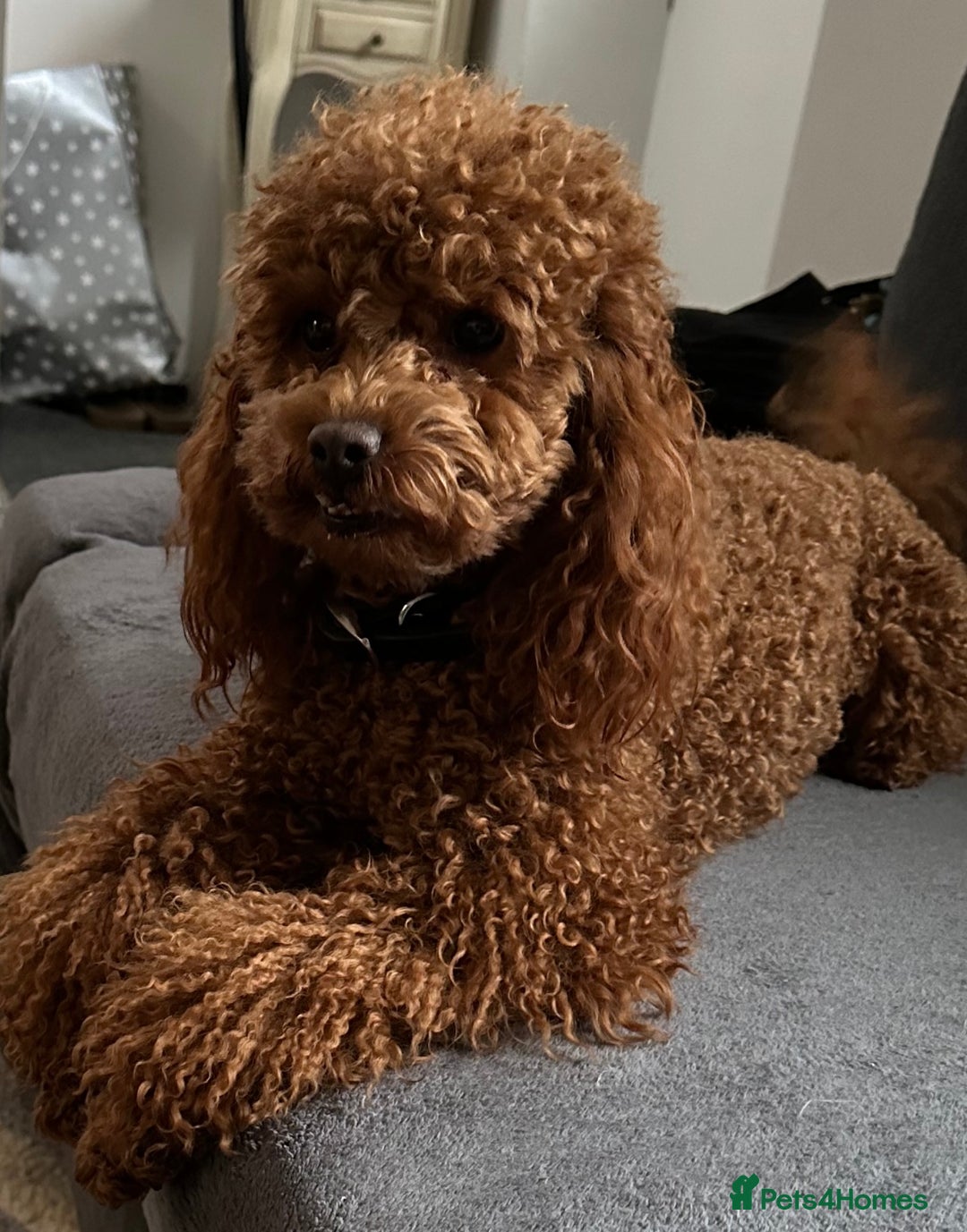 Toy Poodle dogs for sale: Beautiful Toy Poodle Puppies for Sale - Image 17