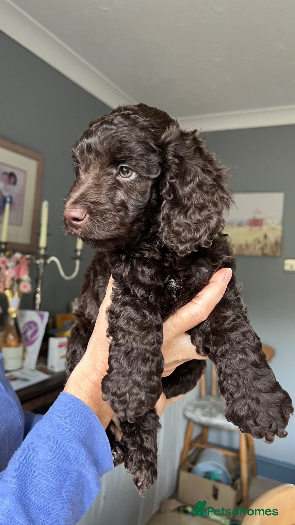 Cockapoo dogs F1B Cockapoo puppy, 1 boy left Chocolate - Advert 10