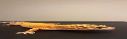 Leopard Gecko reptiles for sale: Inferno Tangerine Het Tremper  - Advert 8