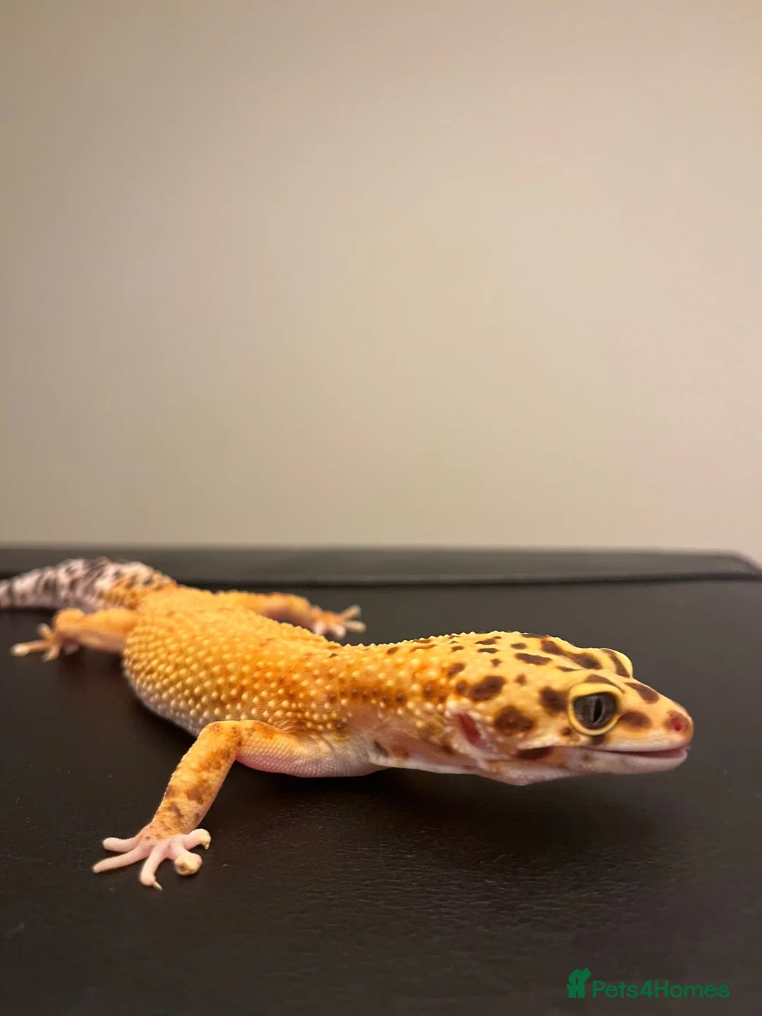 Leopard Gecko reptiles for sale: Inferno Tangerine Het Tremper  - Advert 8