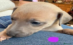 Mixed Breed dogs for sale:  Beautiful Whiggys Whippet X Italian Greyhound  - Image 7
