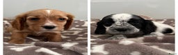 Cocker Spaniel dogs for sale: KC REG SHOW TYPE A⭐ COCKER SPANIELS - Advert 1