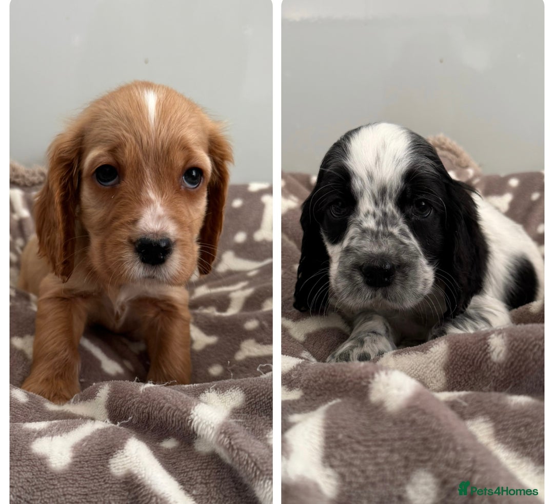 Cocker Spaniel dogs for sale: KC REG SHOW TYPE A⭐ COCKER SPANIELS - Advert 1