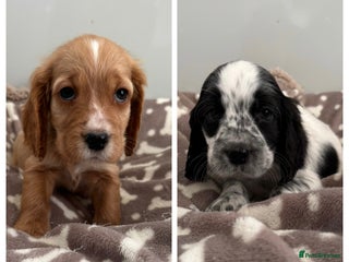 Cocker Spaniel dogs KC REG SHOW TYPE A⭐ COCKER SPANIELS - Advert 1