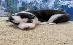 Siberian Husky dogs for sale: Beautiful pure Siberian Husky - Image 2