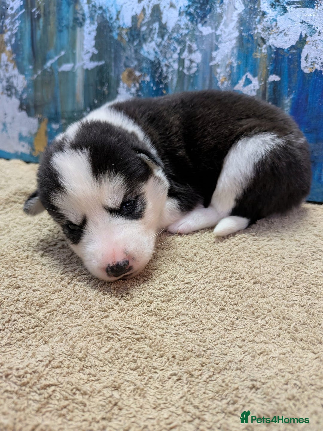 Siberian Husky dogs for sale: Beautiful pure Siberian Husky - Image 2
