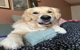 Golden Retriever dogs for sale: Stunning Golden Retriever 17 months old - Image 1