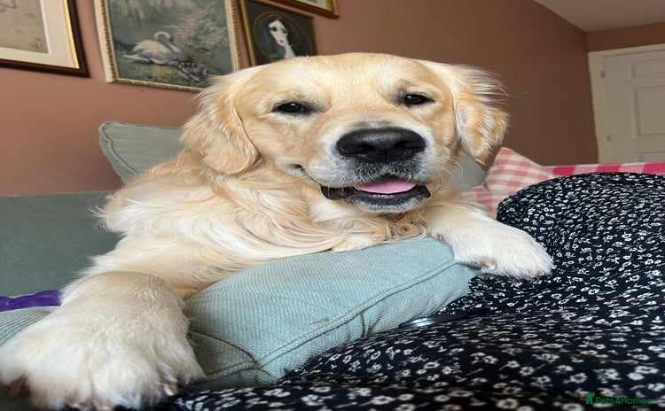 Golden Retriever dogs - Advert 1