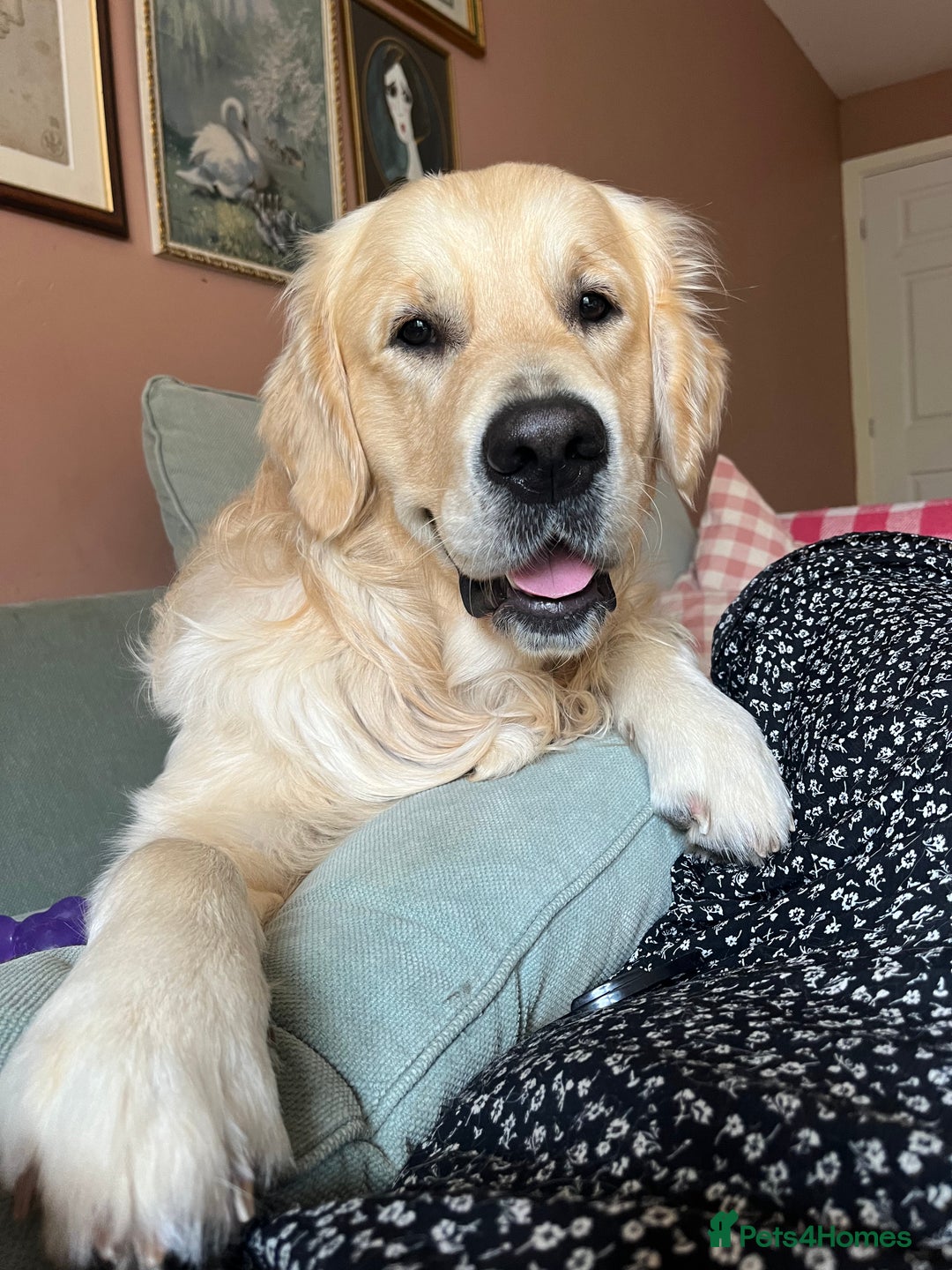Golden Retriever dogs for sale: Stunning Golden Retriever 17 months old - Image 1