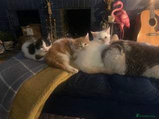 Exotic cats - Advert 1