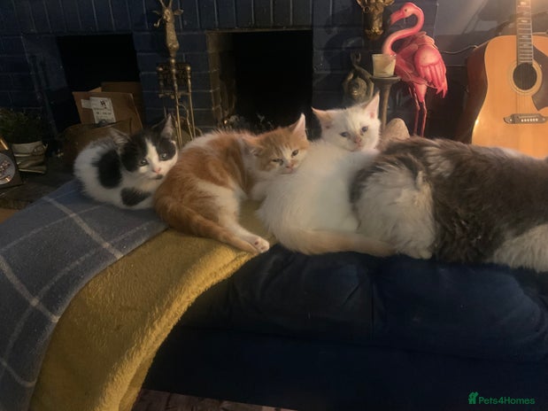 Exotic cats - Advert 3