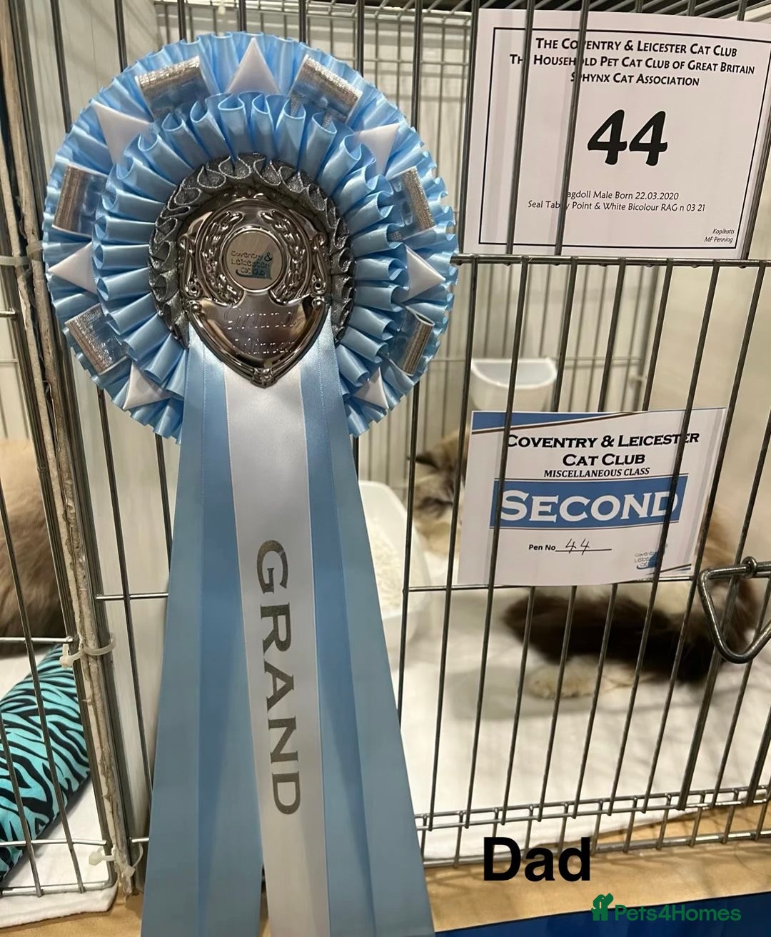 Ragdoll cats for sale: Adorable Ragdoll kitten available  - Advert 13