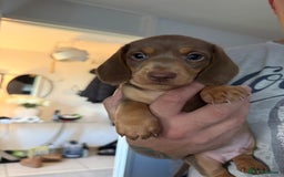 Miniature Dachshund dogs for sale: 🐶 Adorable Dachshund puppies for sale 🐶 - Image 3