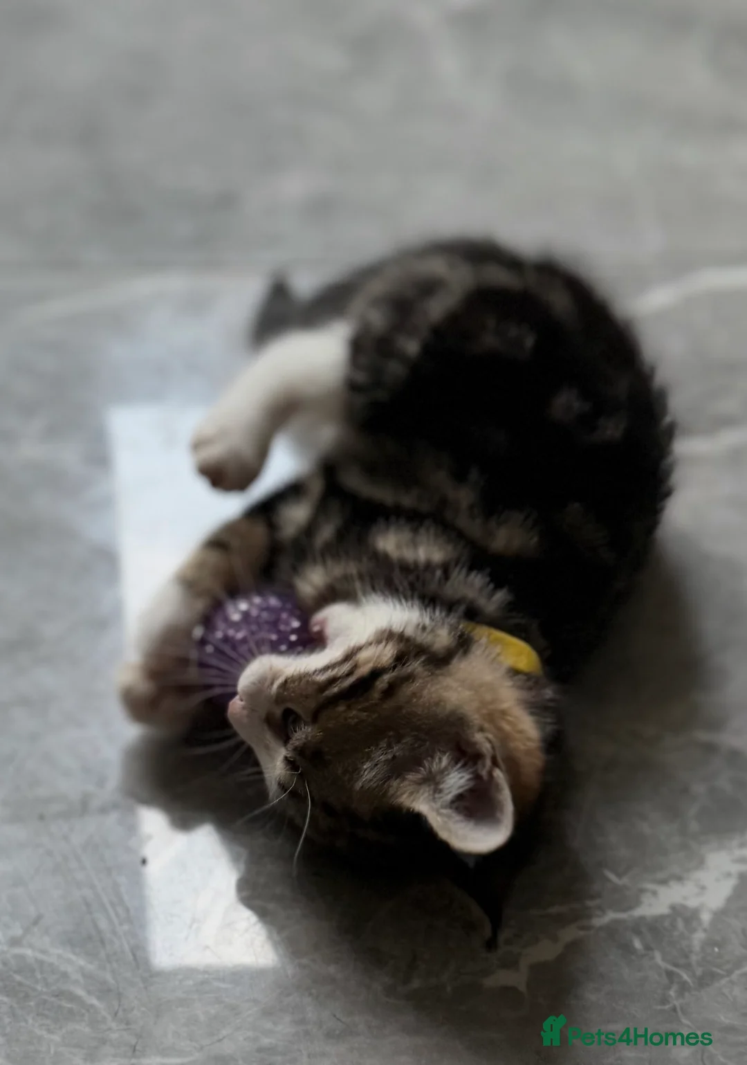 Bengal cats for sale: Beautiful Kittens ready for forever homes. - Advert 40