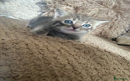 Ragdoll cats for sale: Half ragdoll kittens  - Image 2