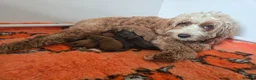 Cockapoo dogs for sale: Cockapoo F1b from DNA health tested parents  in Portree - Advert 1