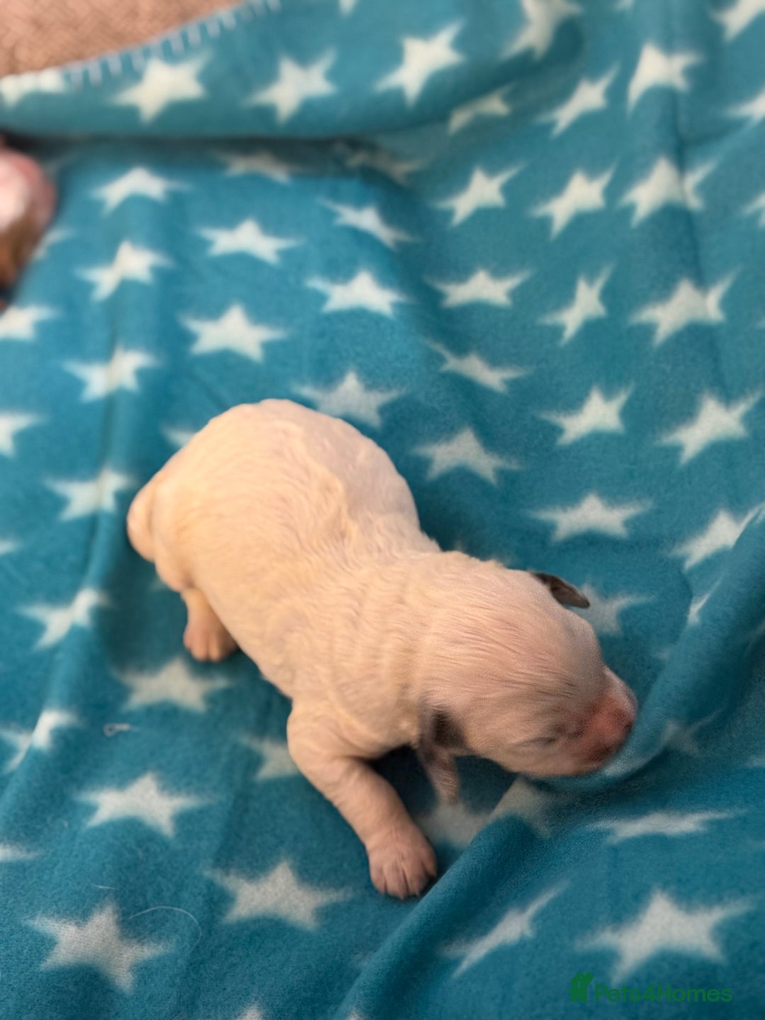 Cockapoo dogs for sale: 4 males and 1 female  - Advert 9