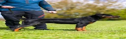 Rottweiler dogs for sale: Female Rottwieler - Roma  - Advert 4