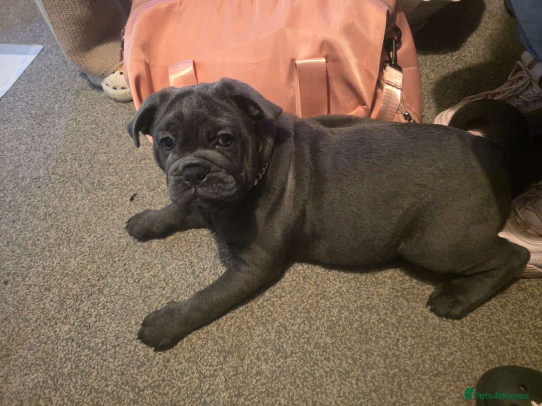 Mixed Breed dogs for sale: English bulldog x pug - Advert 7