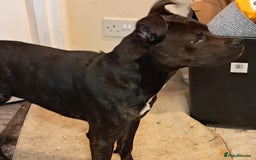 Mixed Breed dogs for sale: Staffie x Rottweiler - Image 2