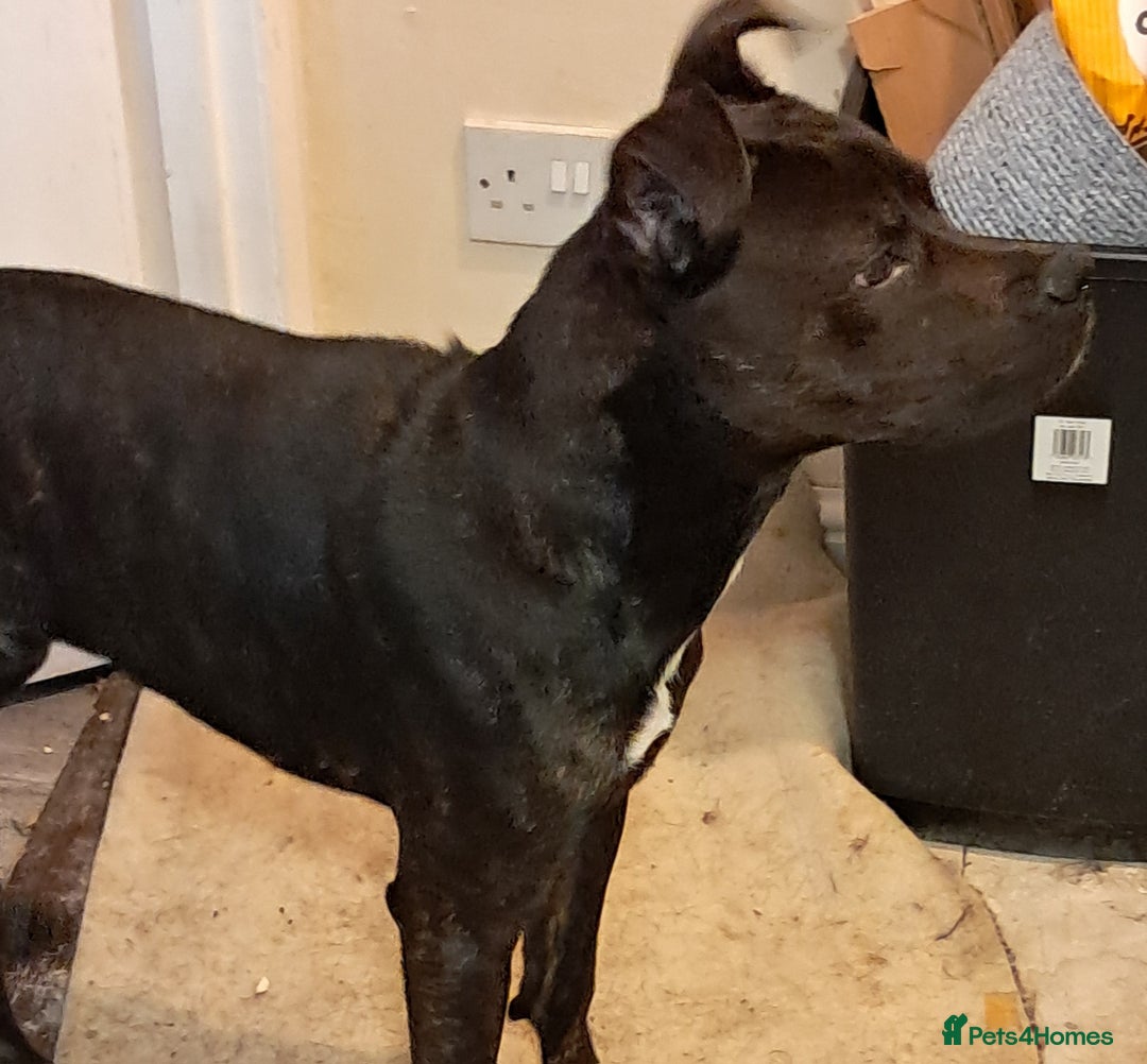 Mixed Breed dogs for sale: Staffie x Rottweiler - Image 2