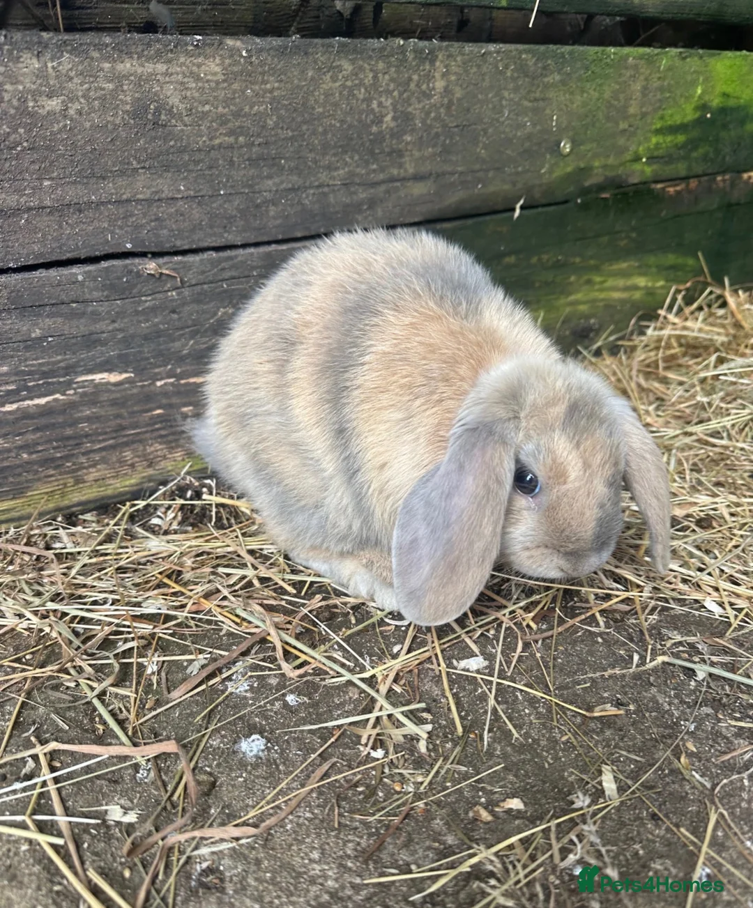 Mini Lop rabbits for sale: Collect now (month old) - Advert 2