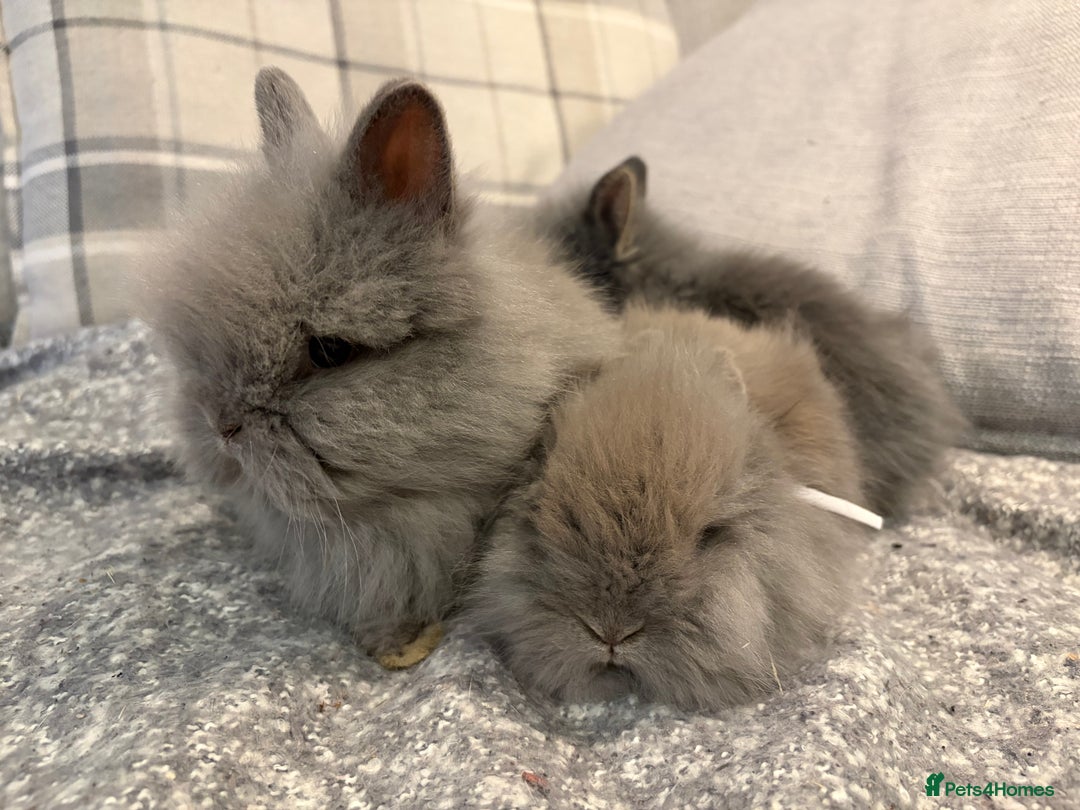Lionhead rabbits for sale: Double maned lion head bunnies for sale  - Image 6