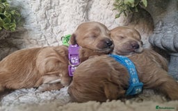 Poochon dogs for sale: Health tested parents  - Advert 3