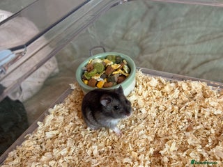 Hamster rodents in Hyde - Advert 26