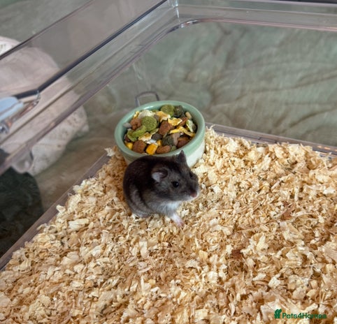 Hamster rodents in Hyde - Advert 3
