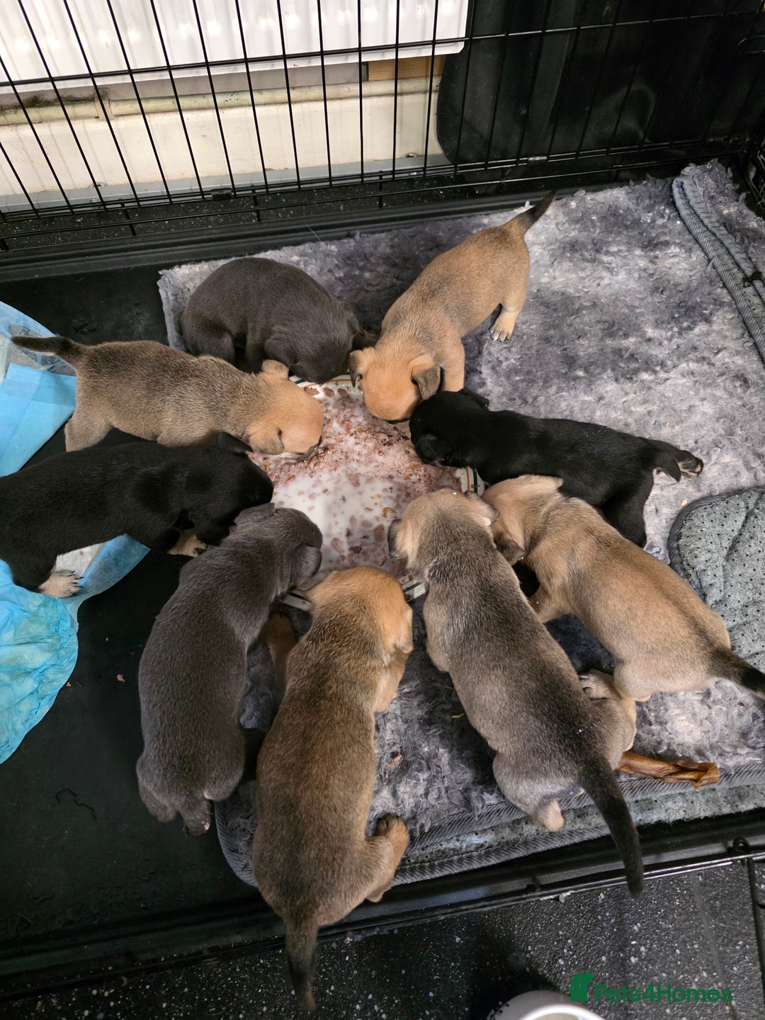 Mixed Breed dogs for sale: 3/4 frenchy 1/4 collie pups - Image 8