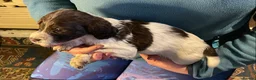 English Springer Spaniel dogs for sale: Spring into Spring with a lovely Springer - Advert 6