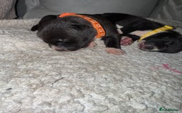 Mixed Breed dogs for sale: Cane corso mix Akita  - Image 5