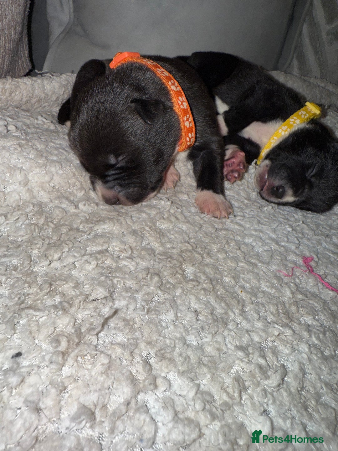 Mixed Breed dogs for sale: Cane corso mix Akita  - Image 5