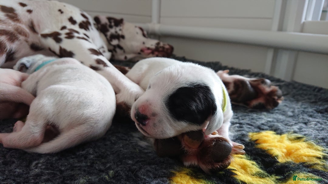 Dalmatian dogs for sale: Looking for 5* homes   - Image 14