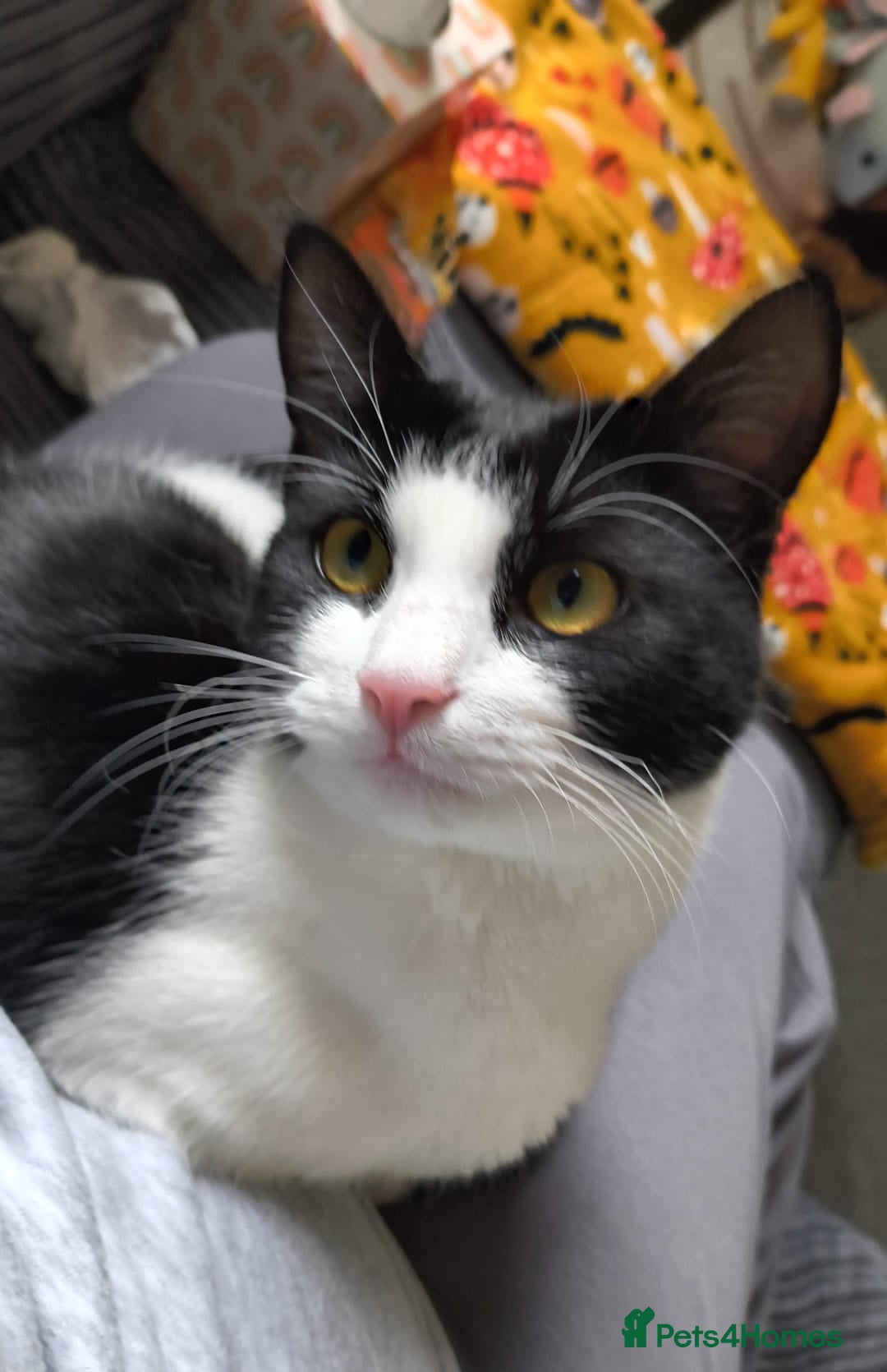 Mixed Breed cats Maine Coon cross kitten - Advert 16