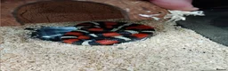 Milk Snake reptiles for sale: Baby milksnakes  - Advert 2