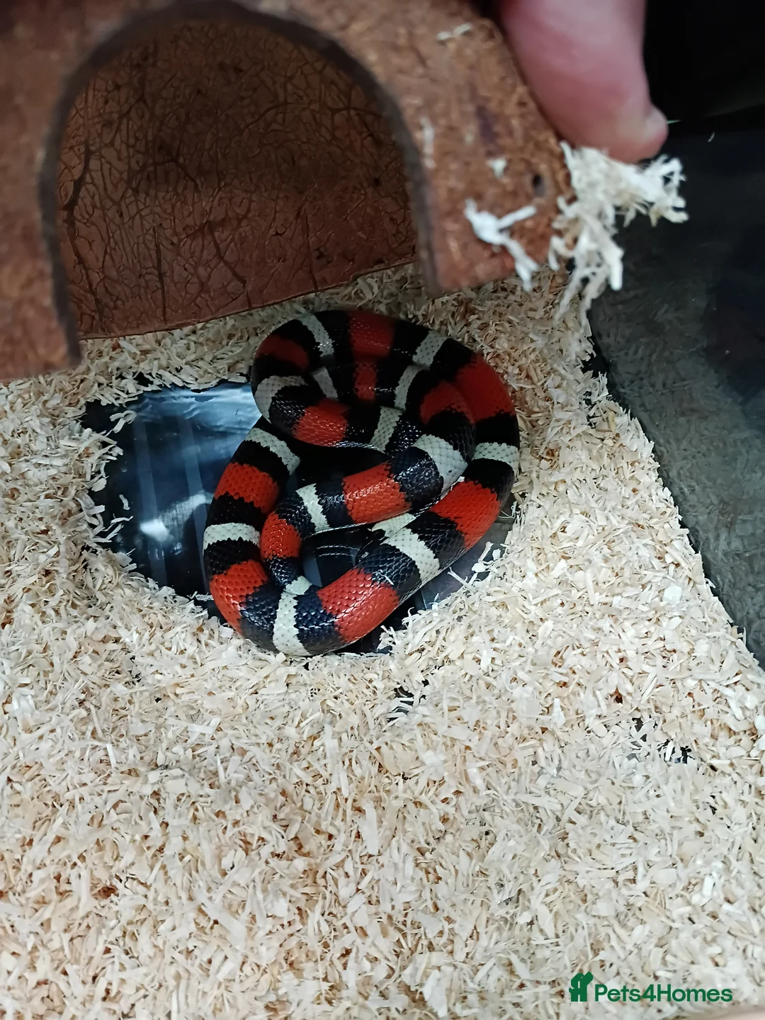 Milk Snake reptiles for sale: Baby milksnakes  - Advert 2